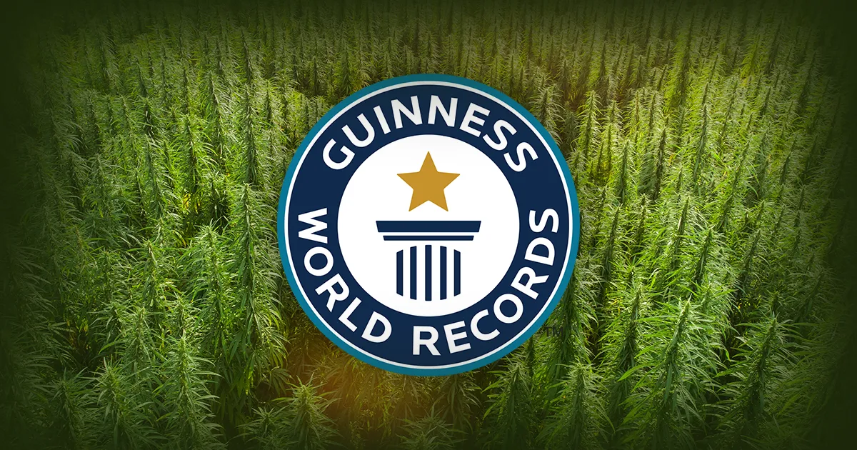 Les Records du monde du cannabis validés par le Guiness Book des Records.