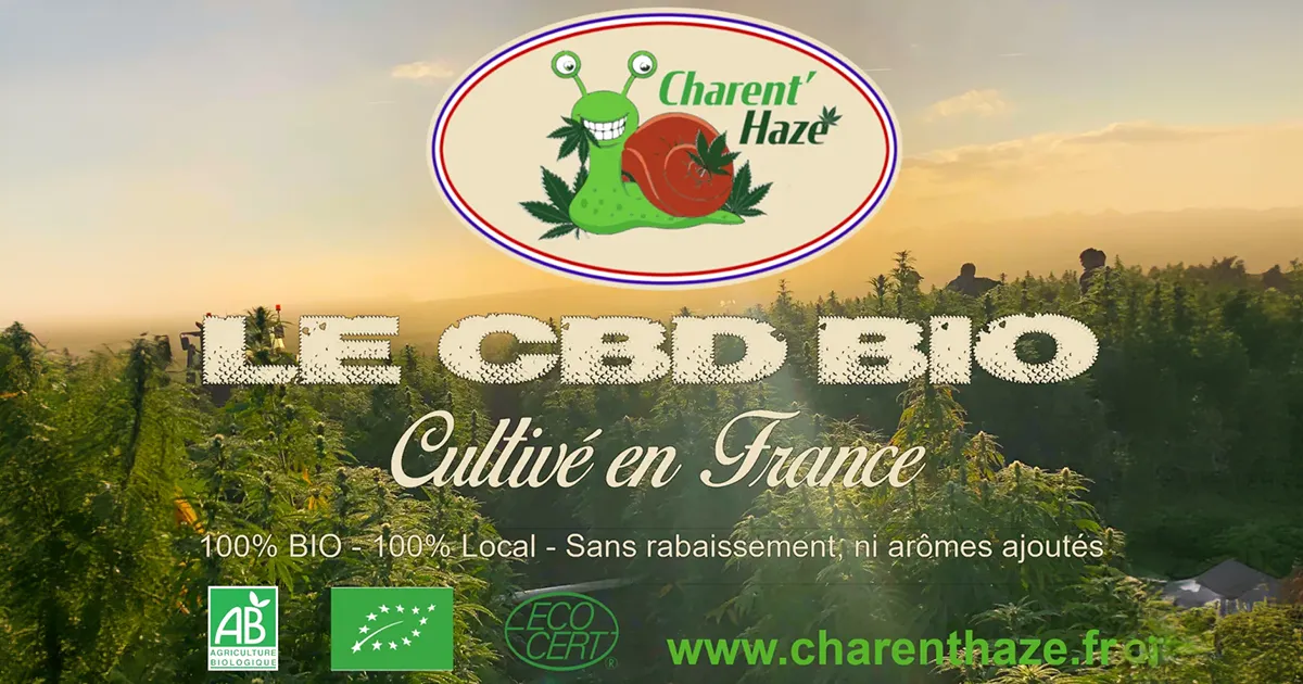 Charent'Haze, producteurs de CBD Bio en France.