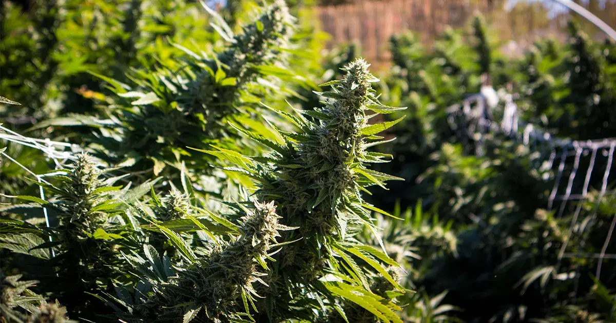 Gros Plan sur trois fleurs de cannabis de variété Sativa dans une Culture extérieur