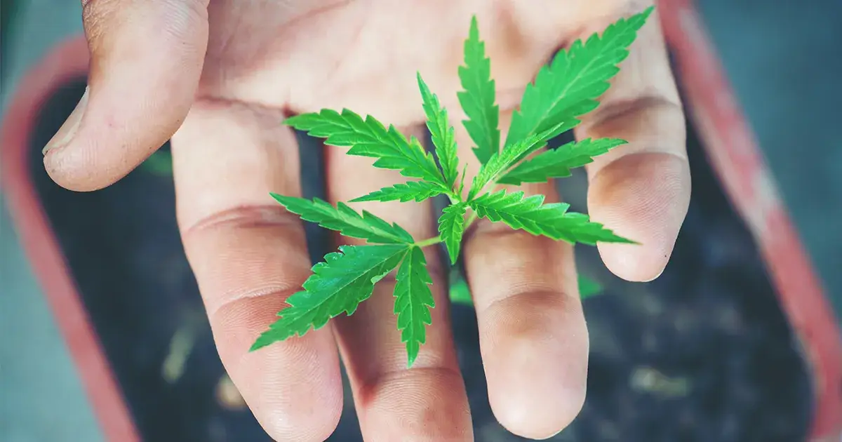 Main tenant entre ses doigts un jeune plant de cannabis pour le replanter dans un Living Soil