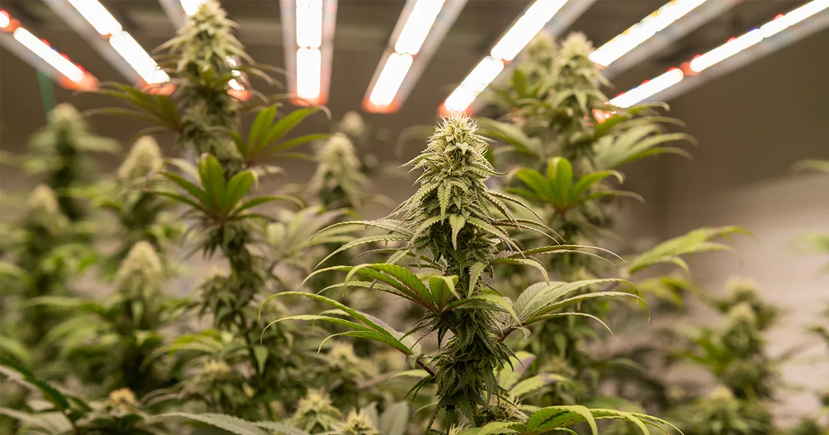 Chanvre en cours de floraison dans une salle de Culture de Cannabis Indoor éclairée par des LEDs.