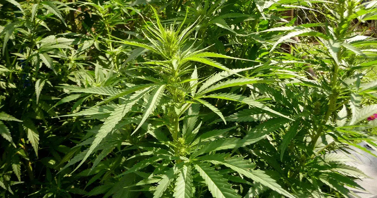 Gros plan d'une fleur sur un plant de cannabis de variété Sativa en cours de floraison