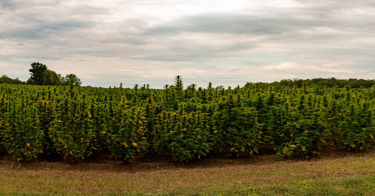 Champs de culture de Cannabis Indica par une journée où le temps est couvert