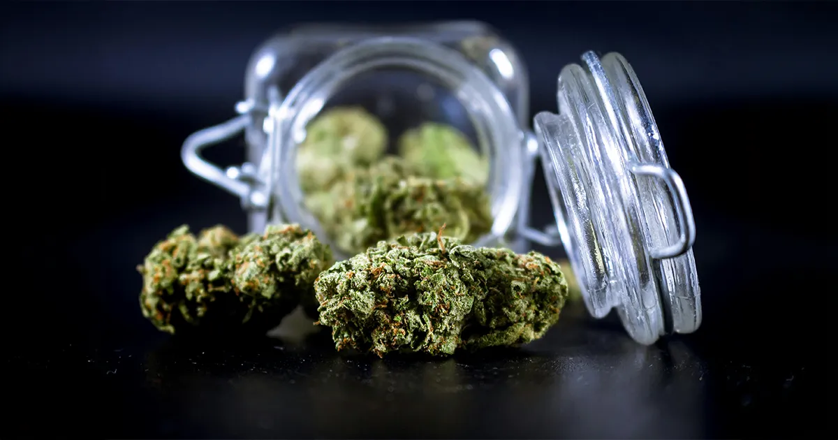 Deux fleurs de Cannabis sèche en cours de curing posées devant un pot en verre renversé