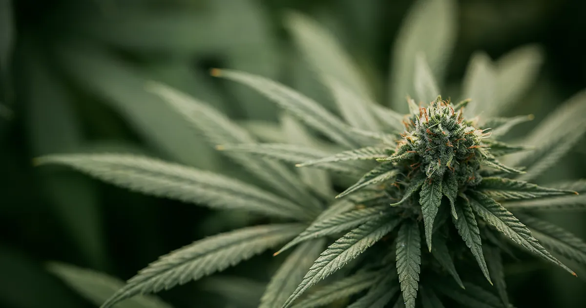 Gros plan d'une fleur de cannabis en cours de floraison sur fond noir