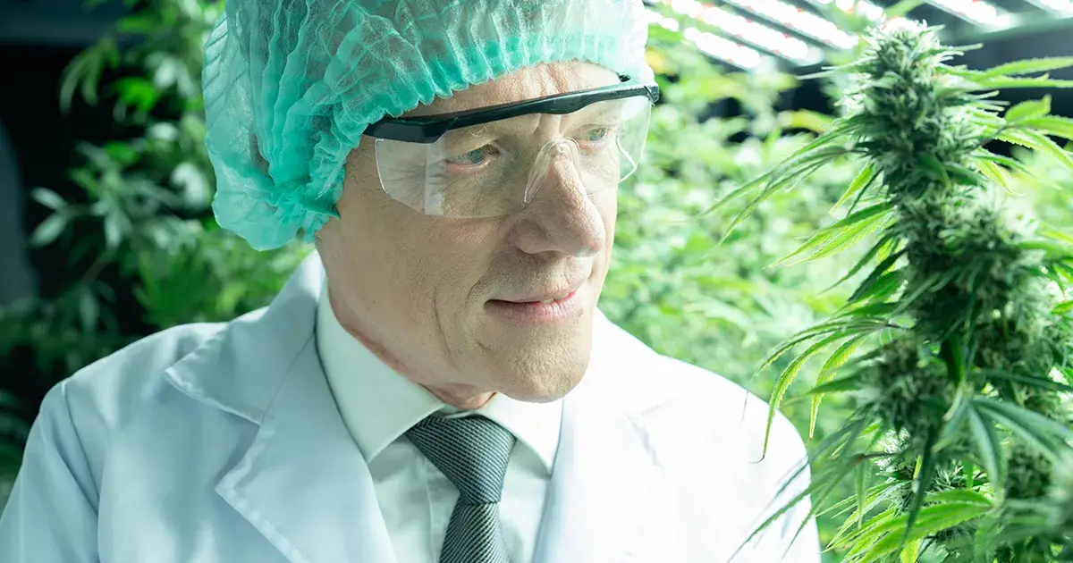 Chercheur scientifique entrain d'analyser les plants de cannabis CBD.