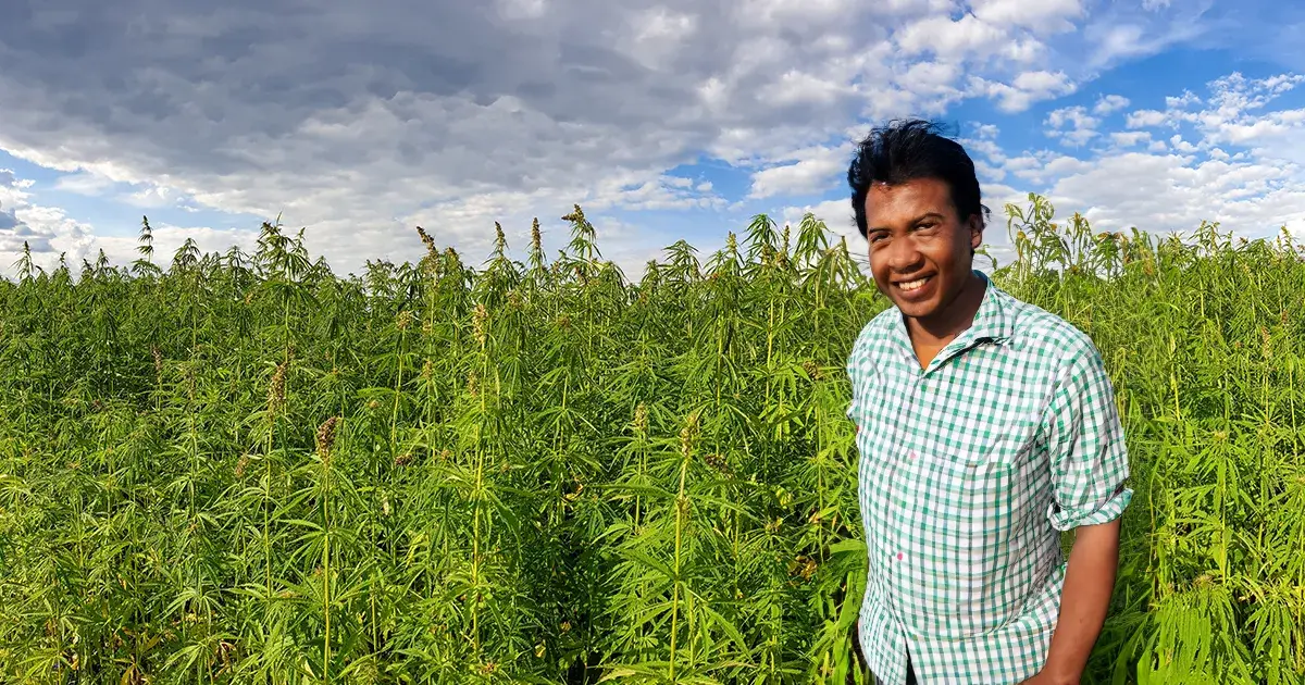 Agriculteur Marocain produisant du Cannabis légal au Maroc.