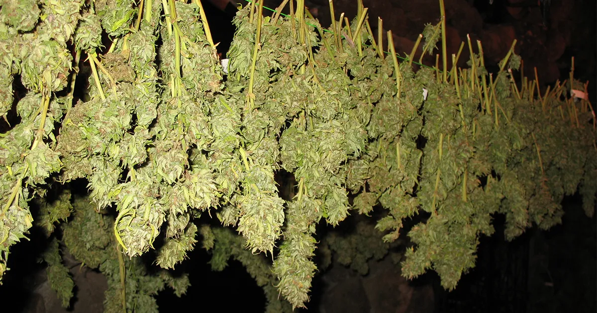 Fleurs de cannabis en cours de séchage suspendue à un fil dans le noir