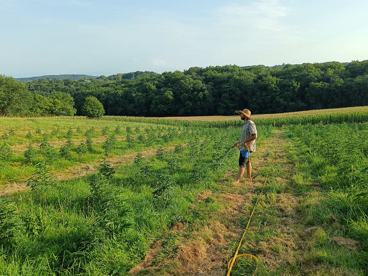 Tom producteur de CBD de La tête à l'Ouest dans son champ de Fleurs Extérieur.