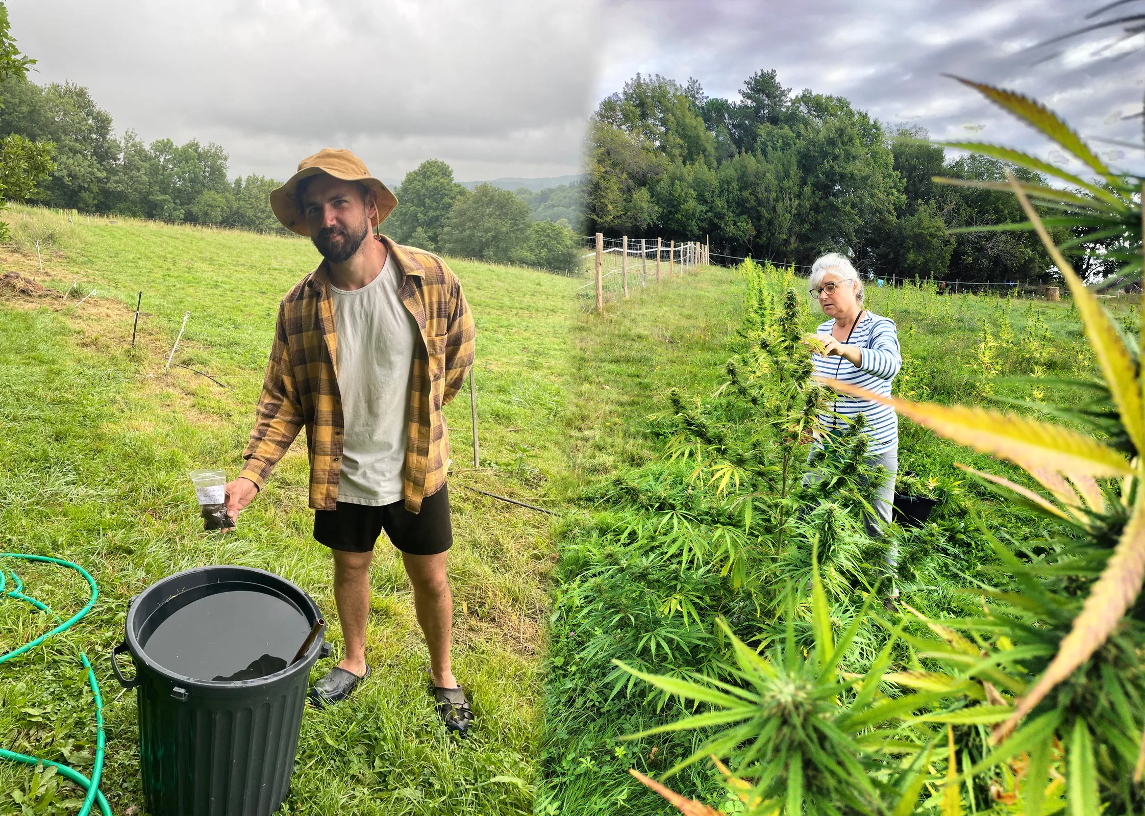 Tom et sa maman dans le champ extérieur de production de CBD.