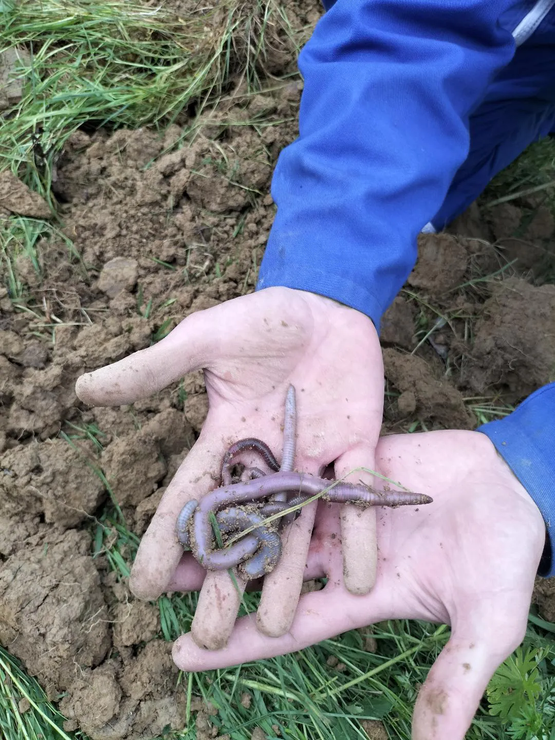 La Terre No Till et Living Soil de Tom, Producteur de CBD pour la Tête à l'Ouest