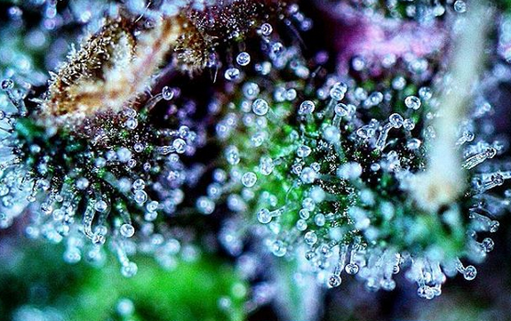Macrophotographie d'une fleur de cannabis mettant en avant les trichomes