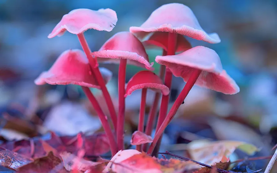 La psilocybine, ce champignon magique qui fait pousser les neurones.