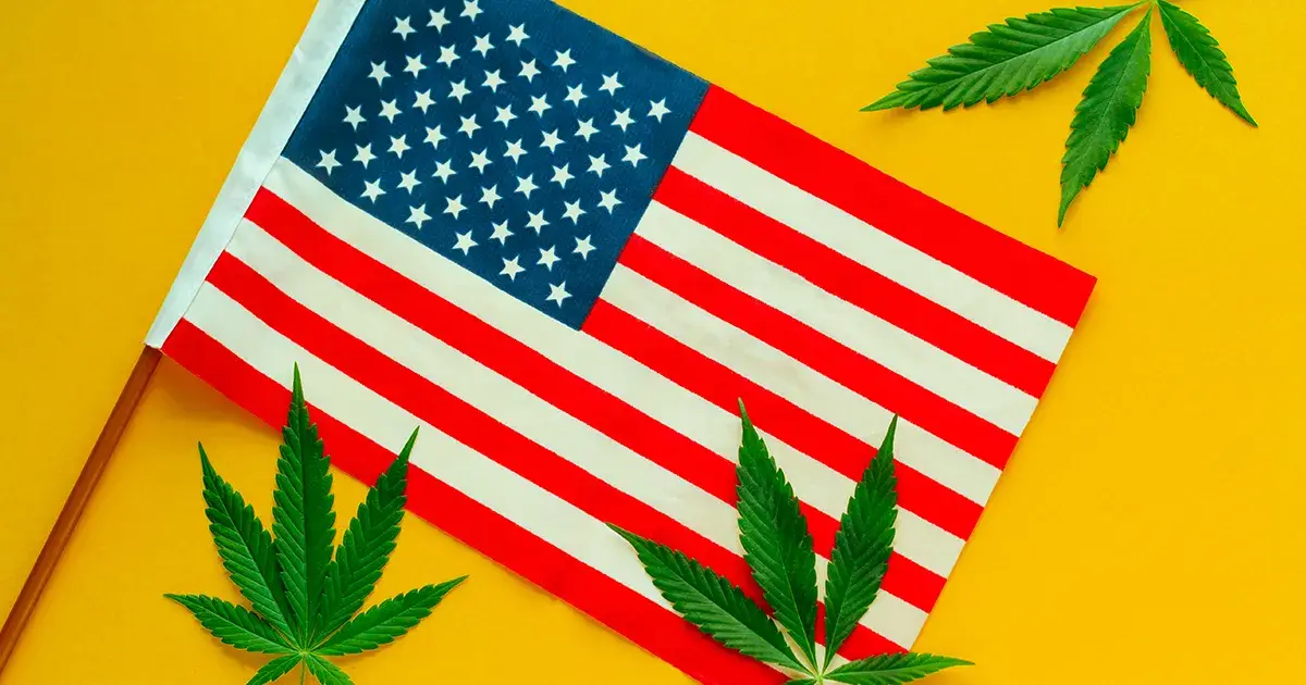 Drapeau des États-Unis sous un fond jaune avec des feuilles de cannabis par dessus.