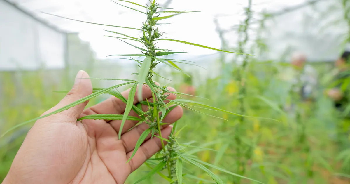 Main tenant une plante de cannabis dans une serre (greenhouse)