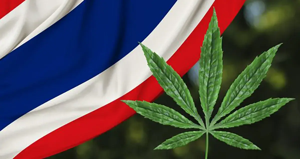 Feuille de cannabis au dessus du drapeau thaïlandais. 